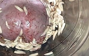 Maggots throbbing from my cock part 2  