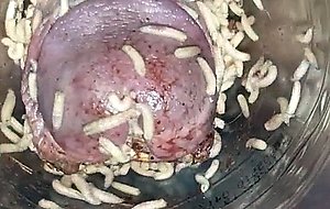 Maggots throbbing from my cock part 2  