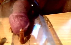 Snail and cockroach in cock