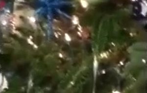 Dani daniel decorates christmas tree  