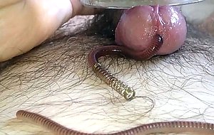 Worm video