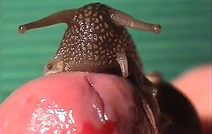 Snail in cock