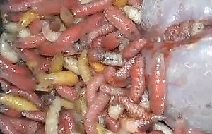 Hungry maggots munching my cock  