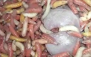 Hungry maggots munching my cock  